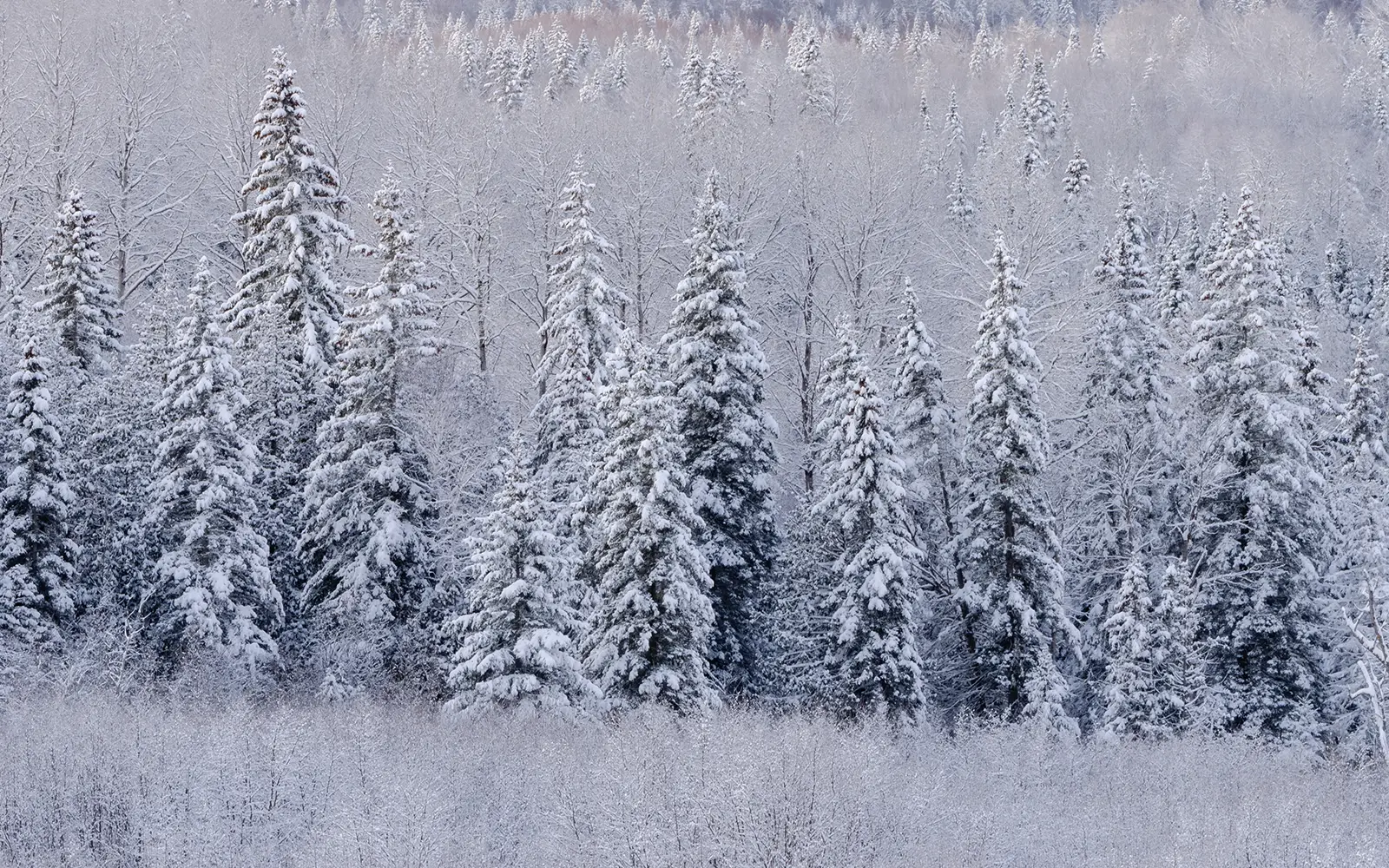 a forest in New Brunswick