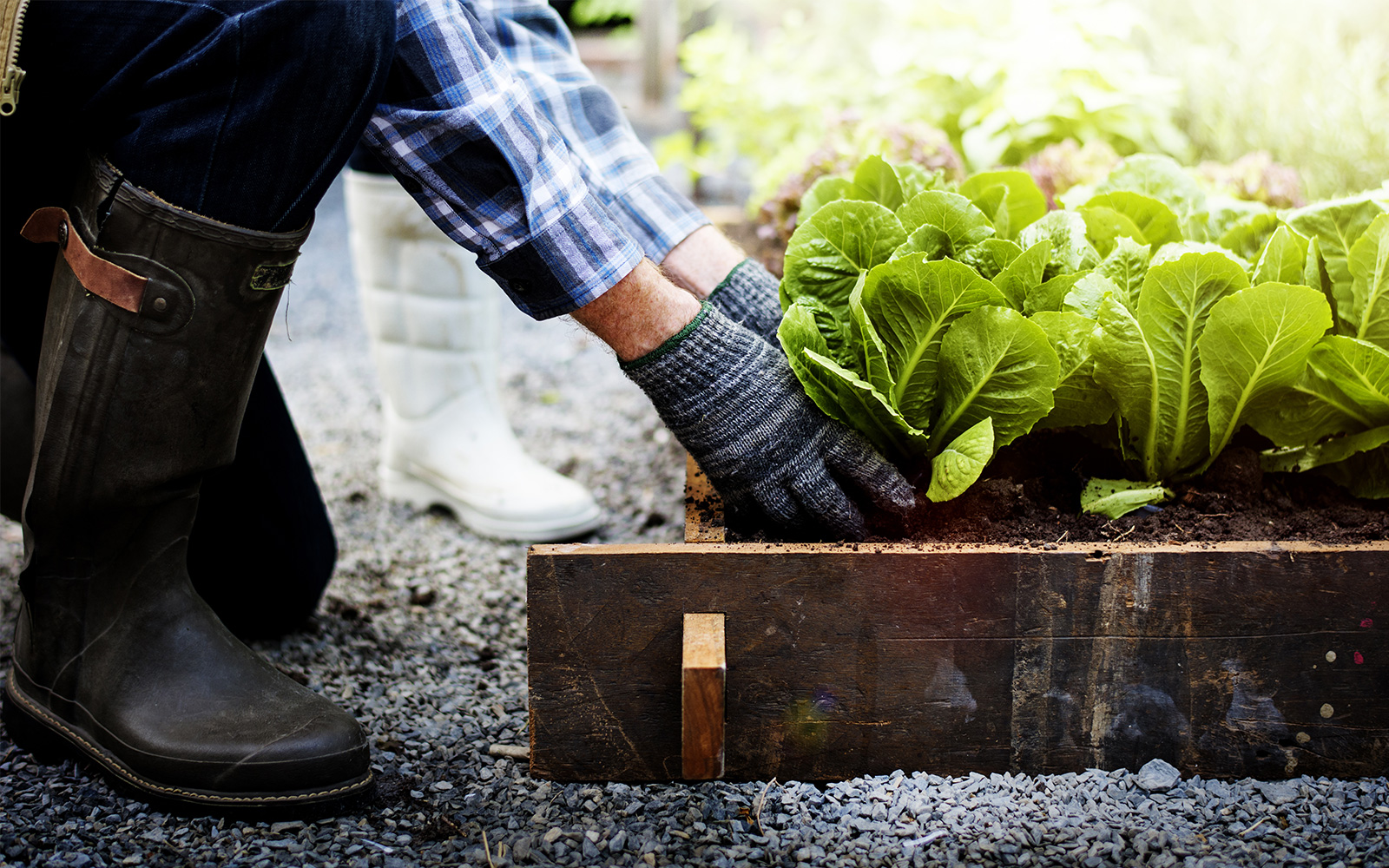 Couple picking vegetable from backyard garden