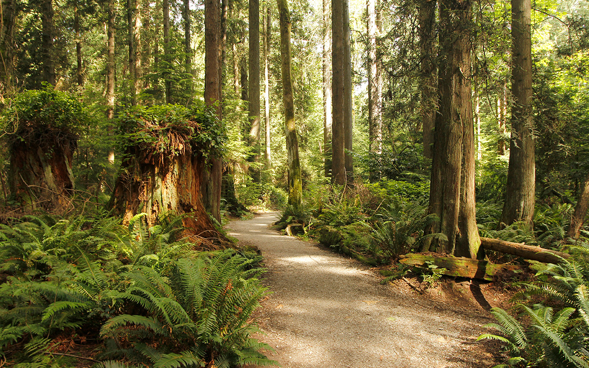 Forest in British Columbia