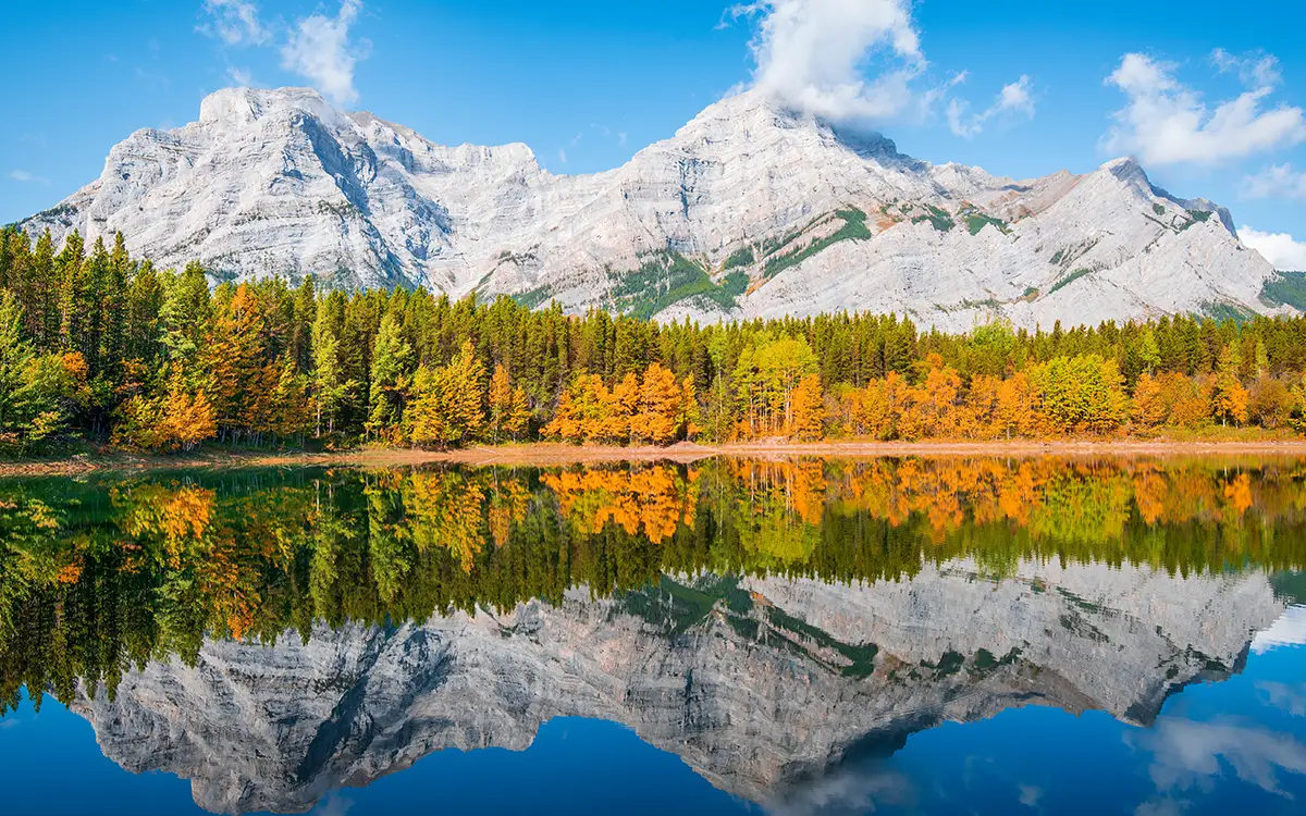 larch trees in front of lake with mountain backdrop