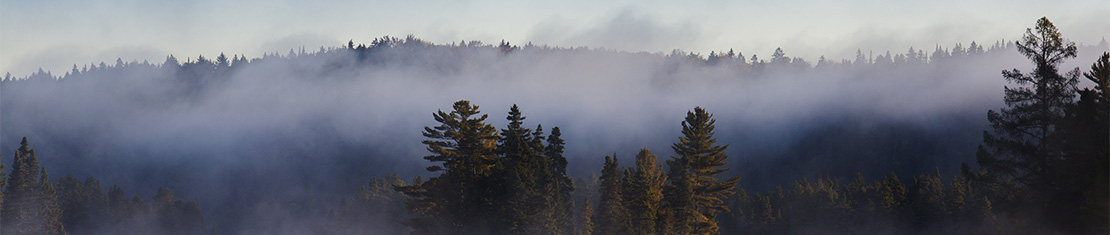 Misty clouds hanging over a forest